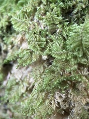 Ctenidium