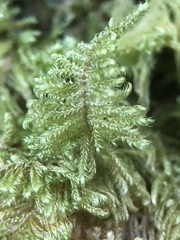 Ctenidium