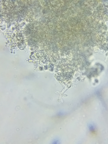Xenasmatella vaga image