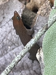 Sphaerodactylus fantasticus ligniservulus