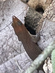Sphaerodactylus fantasticus ligniservulus