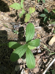 Lithospermum virginianum