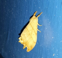 Drepana bilineata