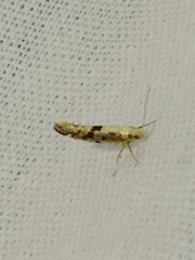 Argyresthia conjugella