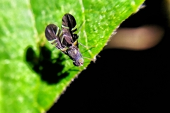 Metasphenisca reinhardi