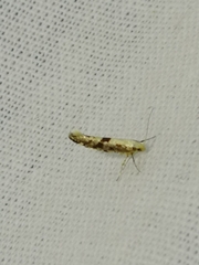 Argyresthia conjugella