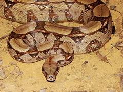 Boa constrictor