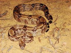 Boa constrictor