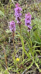 Gymnadenia borealis
