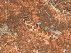 Chondrodactylus angulifer