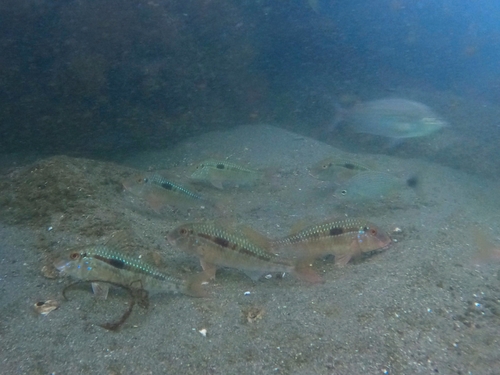 Grootschub-zeebarbeel (Pseudupeneus grandisquamis) — Mullidae — 3