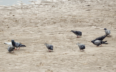 Columba livia domestica