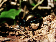 Coleoptera