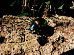 Coleoptera