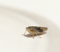 Idiocerus stigmaticalis