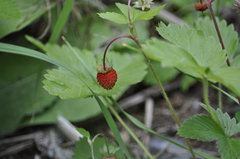 Fragaria vesca