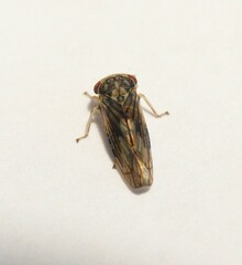 Idiocerus stigmaticalis