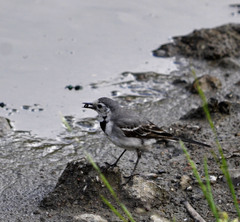 Motacilla alba