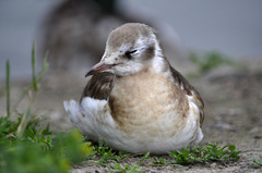 Chroicocephalus ridibundus