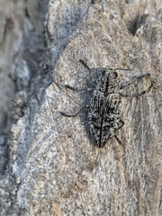 Poecilonota