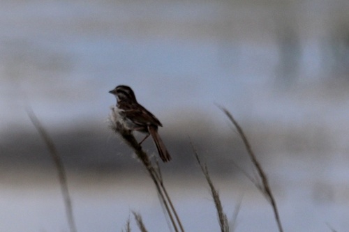 Song Sparrow photographed in South Dakota
