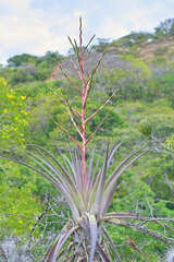 Tillandsia makoyana