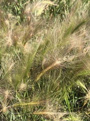 Hordeum jubatum