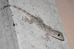 Tarentola mauritanica
