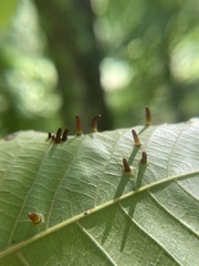 Caryomyia subulata