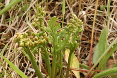 Botrychium michiganense