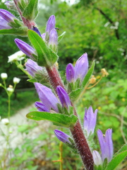 Campanula spicata