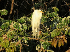 Ardea alba