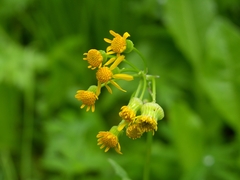 Packera pseudaurea