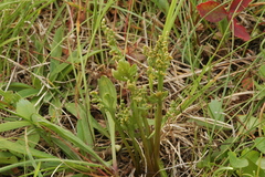Botrychium michiganense
