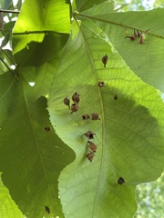 Phylloxera caryaegummosa