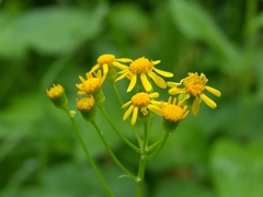 Packera pseudaurea