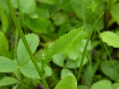 Packera pseudaurea