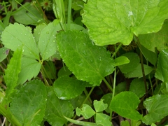 Packera pseudaurea