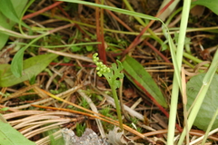 Botrychium michiganense