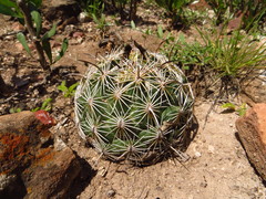 Coryphantha radians