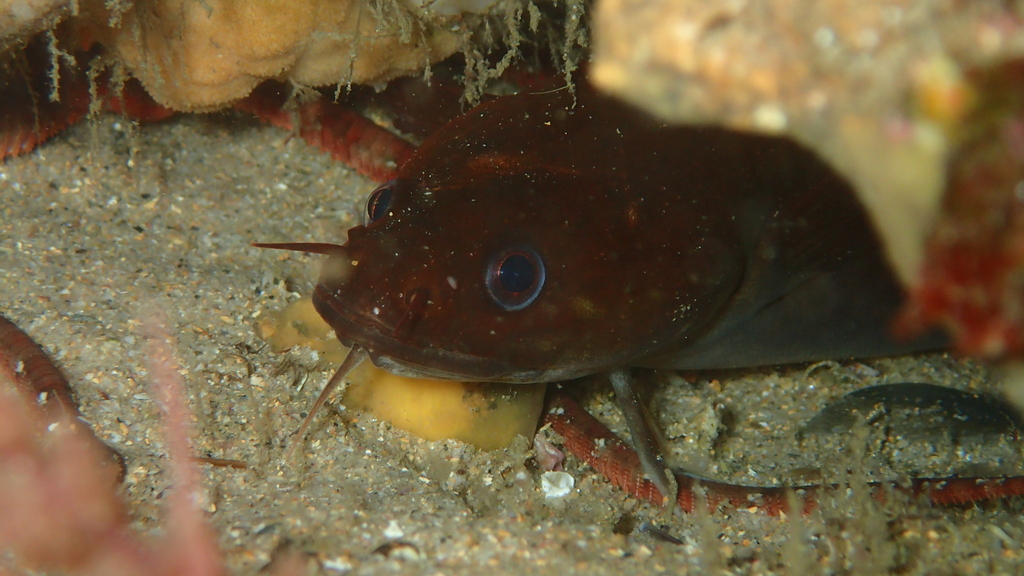 Gaidropsarus