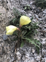 Oenothera howardii