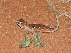Chondrodactylus angulifer