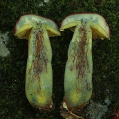 Xerocomus sclerotiorum