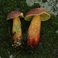 Xerocomus sclerotiorum