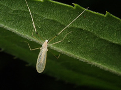 Cheilotrichia imbuta