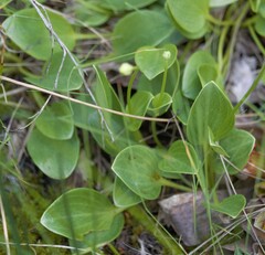 Parnassia glauca