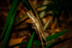 Enyalius catenatus
