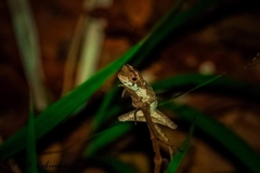 Enyalius catenatus