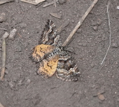 Epirrhoe plebeculata